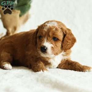 Dexter F1B, Cavapoo Puppy